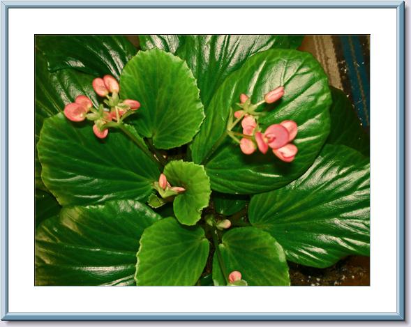 B. ‘Pink African Violet Begonia’